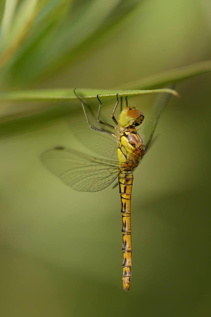 Sympetrum striolatum?